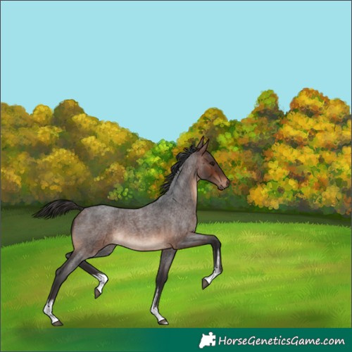 Horse Color:White Spotted Brown Roan 