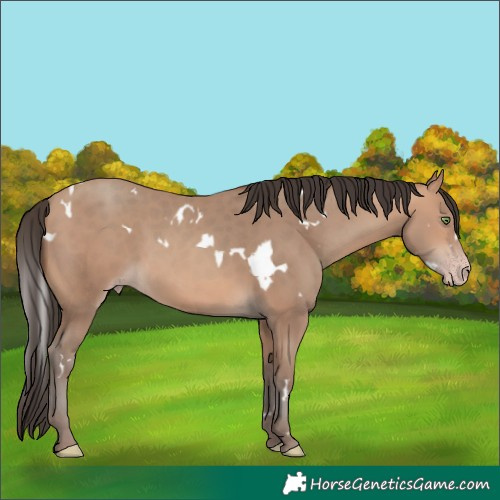 Horse Color:White Spotted Amber Champagne 