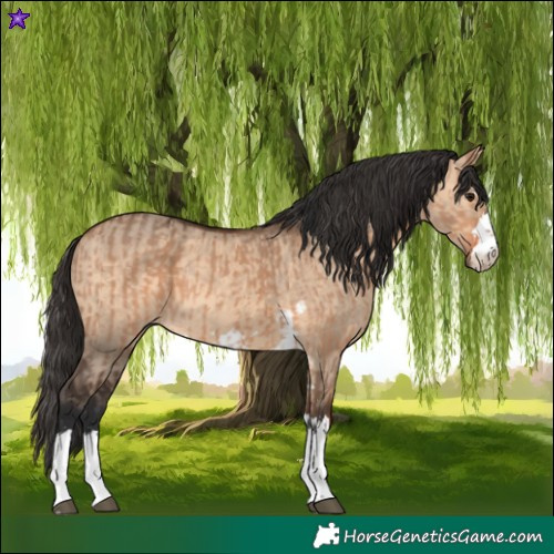 Horse Color:Bay Dun  and Bay Dun 