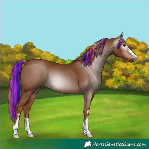 Horse Color:Gray Painted Chestnut 