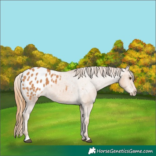 Horse Color:Chestnut Appaloosa 