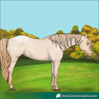 Horse Color:Red Dun Varnish 
