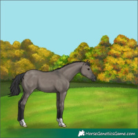 Horse Color:Grullo 