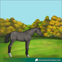 Horse Color:Grullo