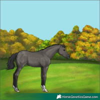 Horse Color:Grullo 