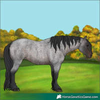Horse Color:Brown Roan 