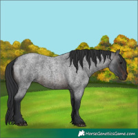 Horse Color:Brown Roan