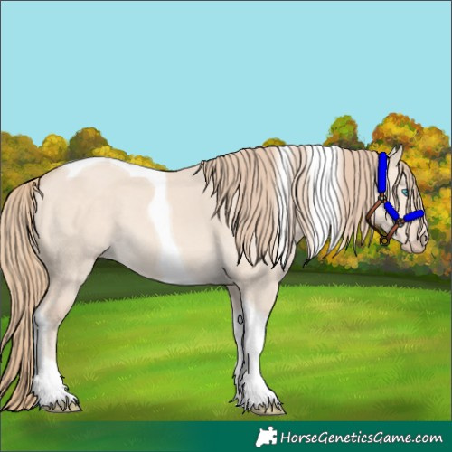 Horse Color:Perlino Dun Tobiano