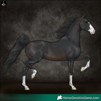 Horse Color:Brown 
