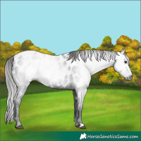 Horse Color:Gray Black Appaloosa 