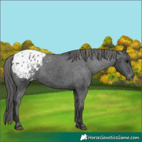 Horse Color:Black Appaloosa 