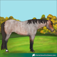 Horse Color:Bay Roan 