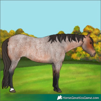 Horse Color:Bay Roan 