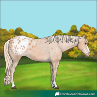 Horse Color:Chestnut Appaloosa