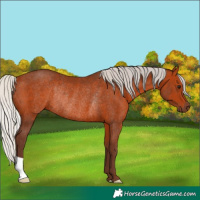 Horse Color:Silver Bay Rabicano