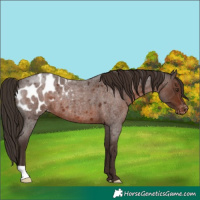 Horse Color:Liver Red Roan Appaloosa 