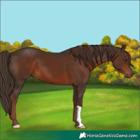 Horse Color:Liver Chestnut 