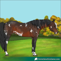 Horse Color:White Spotted Brown 