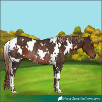 Horse Color:White Spotted Liver Chestnut Rabicano