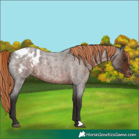 Horse Color:Liver Red Roan Appaloosa 