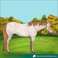 Horse Color:Red Roan 