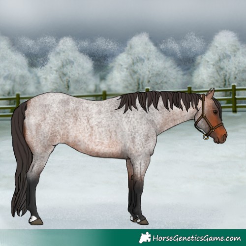 Horse Color:Bay Roan 