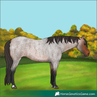 Horse Color:Bay Roan 