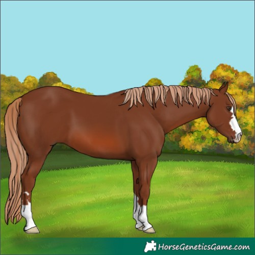 Horse Color:Chestnut 