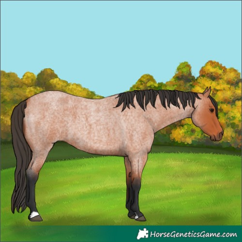 Horse Color:Bay Roan 