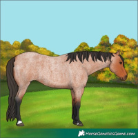 Horse Color:Bay Roan 