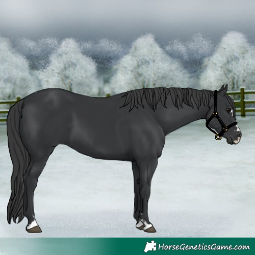 Horse Color:Black 