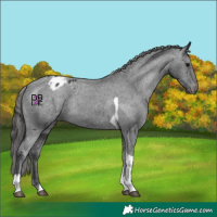 Horse Color:Black Tobiano Appaloosa Rabicano 