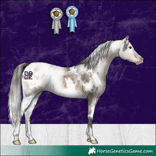 Horse Color:White Spotted Brown Dun Appaloosa 
