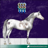 Horse Color:White Spotted Brown Dun Appaloosa 
