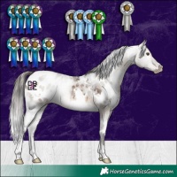 Horse Color:White Spotted Brown Dun Appaloosa