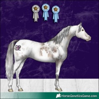 Horse Color:White Spotted Brown Dun Appaloosa