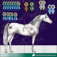 Horse Color:White Spotted Brown Dun Blanket 