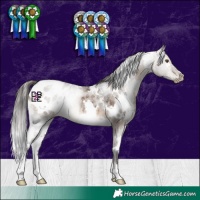 Horse Color:White Spotted Brown Dun Appaloosa 