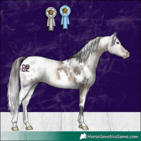 Horse Color:White Spotted Brown Dun Appaloosa