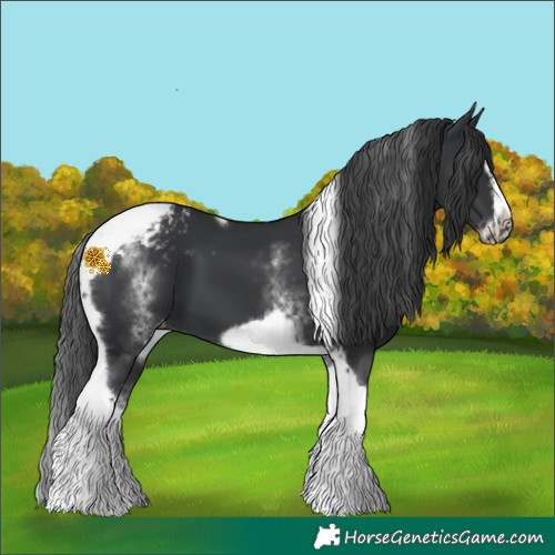 Horse Color:White Spotted Black Splash Tobiano Frame Appaloosa 