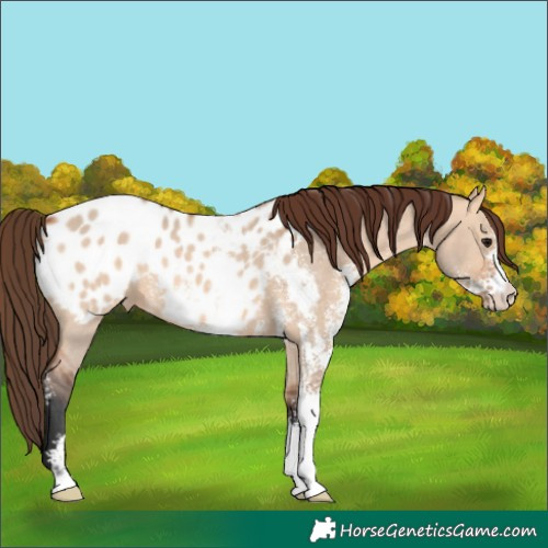 Horse Color:Bay Dun Sabino Appaloosa 