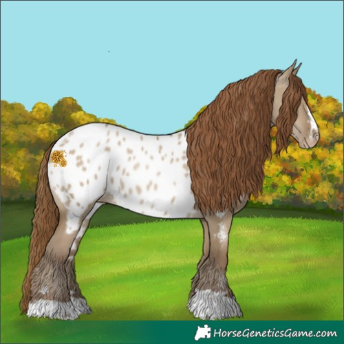 Horse Color:Gray Smoky Grullo Pearl Appaloosa 