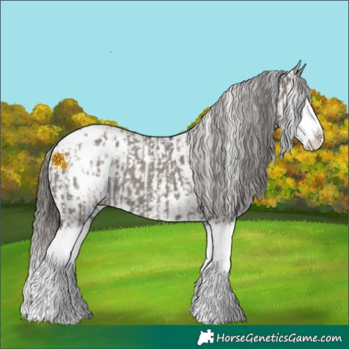 Horse Color:Grullo Sabino Splash Blanket  and Grullo Sabino Splash Blanket 