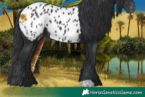 Horse Color:Black Appaloosa 
