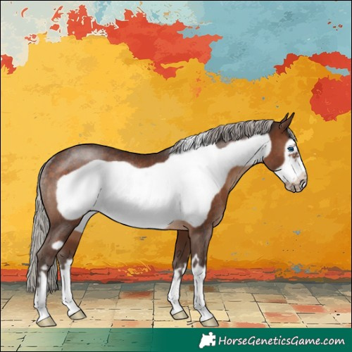 Horse Color:Silver Brown Frame Rabicano 