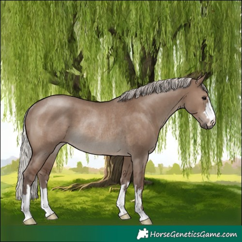 Horse Color:Silver Grullo Rabicano 