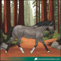 Horse Color:Grullo 