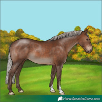 Horse Color:Silver Brown 