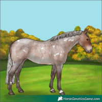 Horse Color:White Spotted Silver Brown Roan 