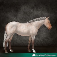 Horse Color:Silver Brown Roan Dun 
